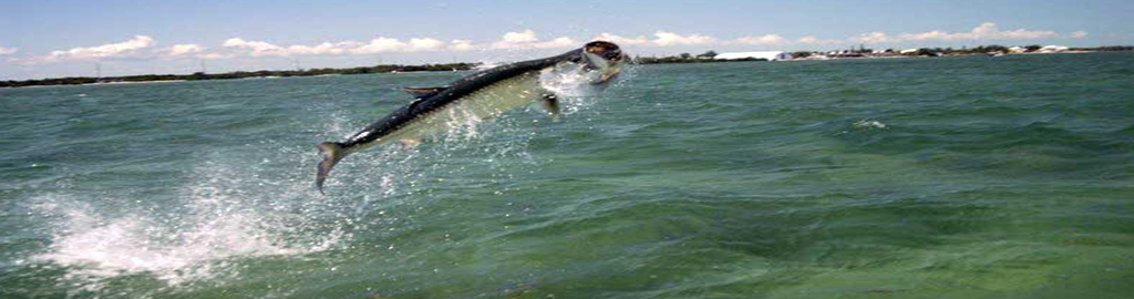 cape tool and tackle